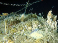 ученые опустятся в бездну южного океана в поисках удивительных открытий